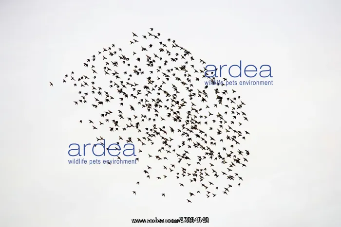 : Common Starling - Flocking at dusk : Common Starling - Flocking at dusk