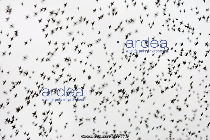 : Common Starling - Flocking at dusk : Common Starling - Flocking at dusk