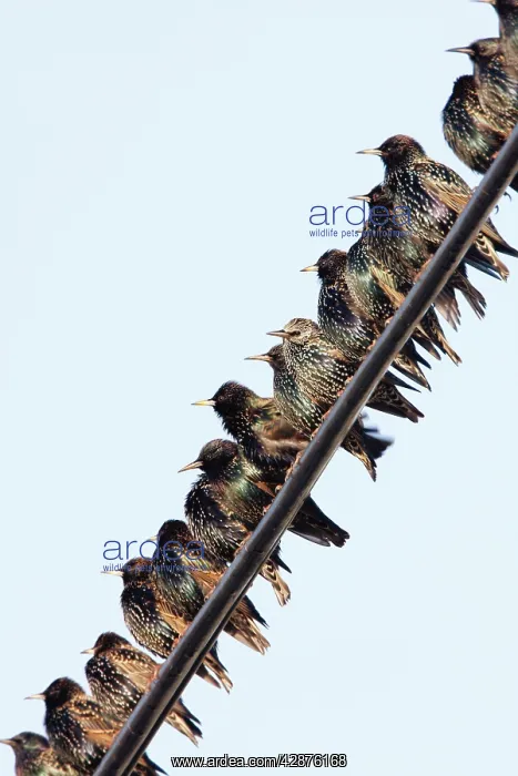 : Common Starling - gathering on telegraph wires : Common Starling - gathering on telegraph wires