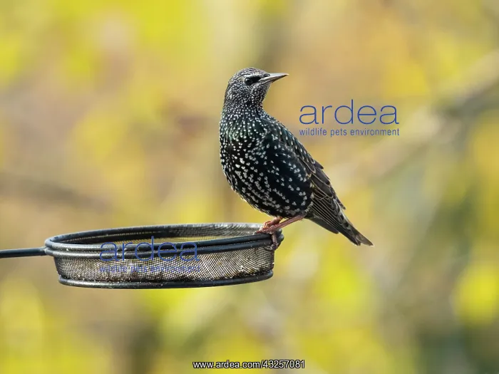 : Common Starling, perched on feeding station in autumn : Common Starling, perched on feeding station in autumn