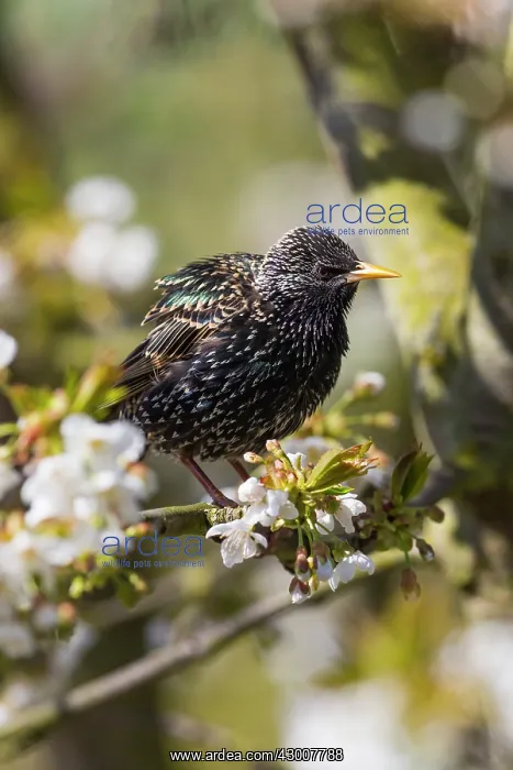 : Common Starling, sitting in flowering cherry tree : Common Starling, sitting in flowering cherry tree