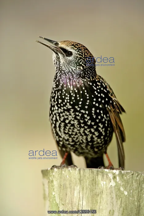 : Common Starling - sitting on pearch chirping : Common Starling - sitting on pearch chirping