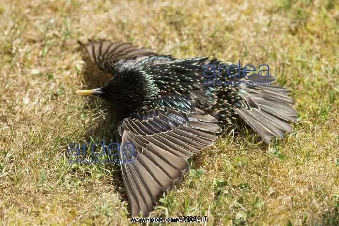 : Common starling (Sturnus vulgaris) : Common starling (Sturnus vulgaris)