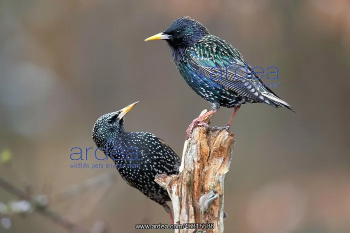 : Common starling (Sturnus vulgaris), courtship display : Common starling (Sturnus vulgaris), courtship display