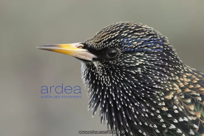 : Common starling (Sturnus vulgaris) adult bird head : Common starling (Sturnus vulgaris) adult bird head