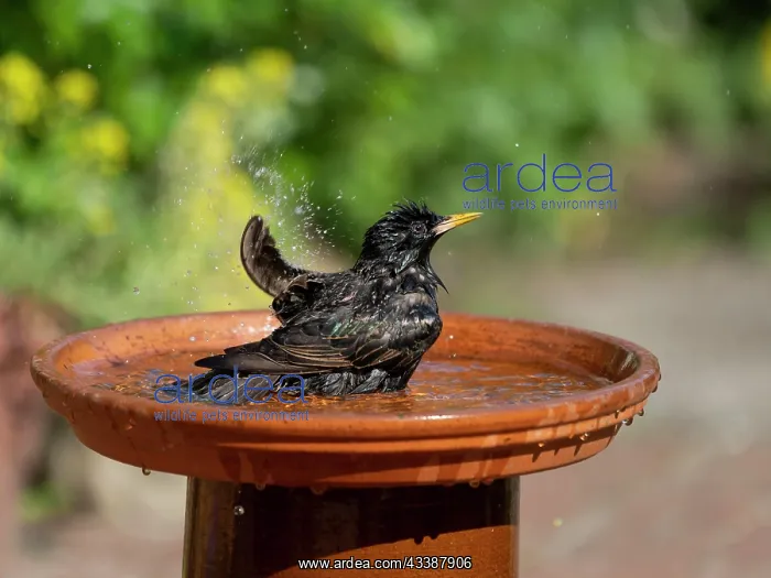 : Common starling (Sturnus vulgaris) bathing in a : Common starling (Sturnus vulgaris) bathing in a