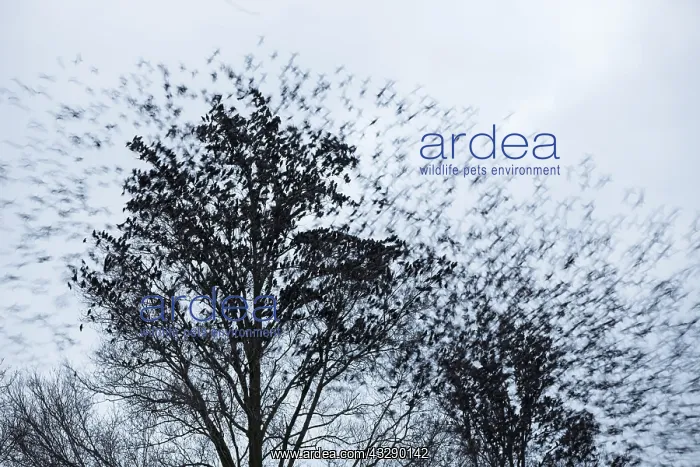 : Common Starling (Sturnus vulgaris) fleeing from : Common Starling (Sturnus vulgaris) fleeing from