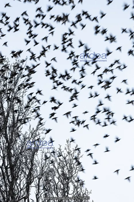 : Common Starling (Sturnus vulgaris) fleeing from : Common Starling (Sturnus vulgaris) fleeing from