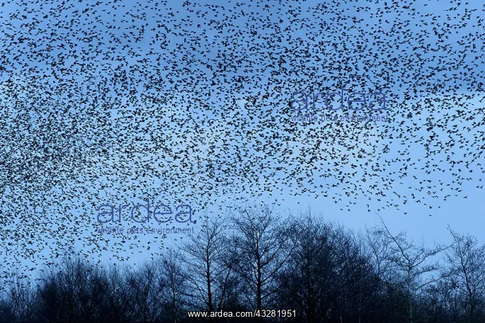 : Common Starling (Sturnus vulgaris) flock, in flight : Common Starling (Sturnus vulgaris) flock, in flight