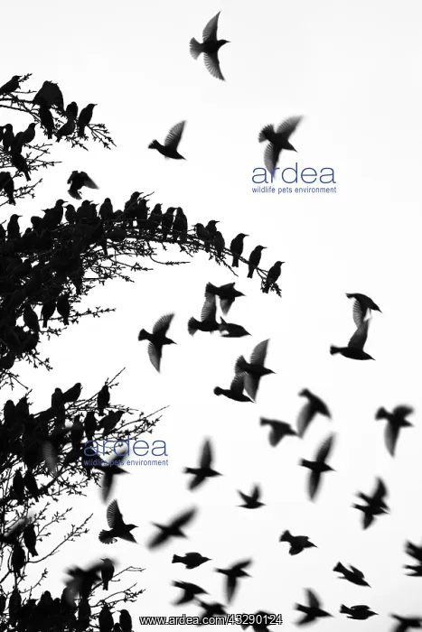 : Common Starling (Sturnus vulgaris) gathering in : Common Starling (Sturnus vulgaris) gathering in