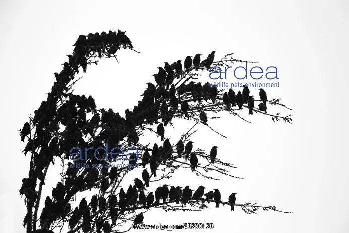 : Common Starling (Sturnus vulgaris) gathering in : Common Starling (Sturnus vulgaris) gathering in
