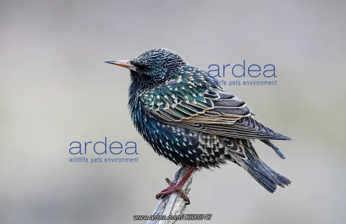 : Common starling (Sturnus vulgaris) Germany : Common starling (Sturnus vulgaris) Germany