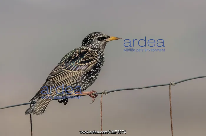 : Common starling, Sturnus vulgaris, perched on fence : Common starling, Sturnus vulgaris, perched on fence