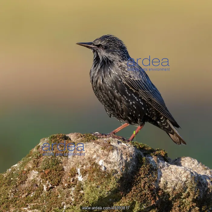 : Common starling (Sturnus vulgaris), in plain dre : Common starling (Sturnus vulgaris), in plain dre