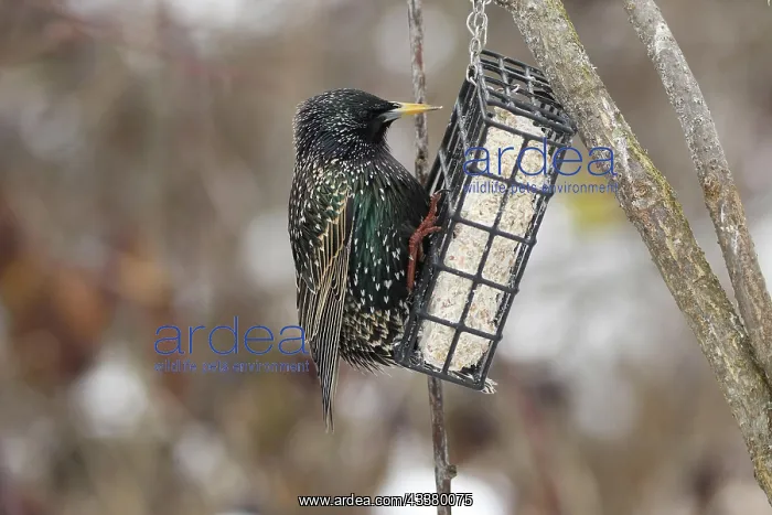 : Common starling (Sturnus vulgaris) in plain dress : Common starling (Sturnus vulgaris) in plain dress