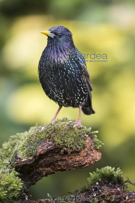 : Common starling (Sturnus vulgaris) standing on : Common starling (Sturnus vulgaris) standing on
