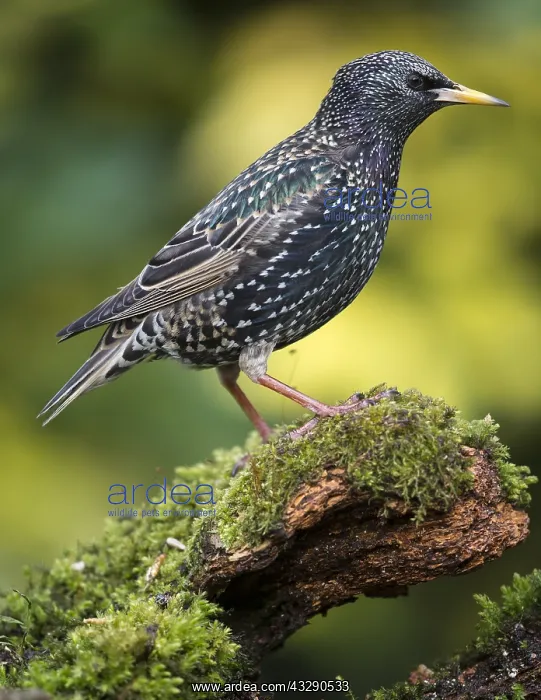 : Common starling (Sturnus vulgaris) standing on : Common starling (Sturnus vulgaris) standing on