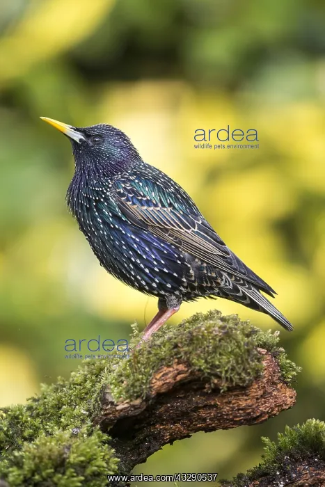 : Common starling (Sturnus vulgaris) standing on : Common starling (Sturnus vulgaris) standing on