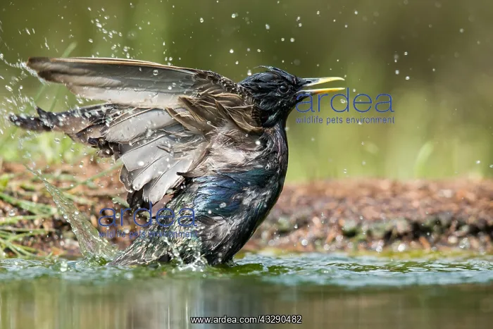 : Common Starling (Sturnus vulgaris) taking a bat : Common Starling (Sturnus vulgaris) taking a bat