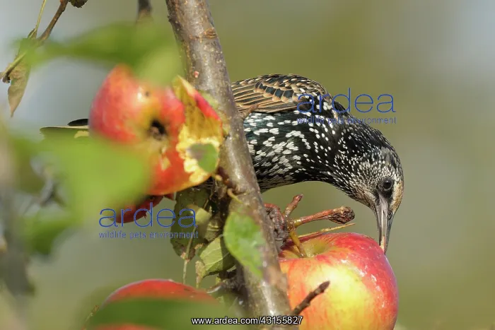 : Apple. Common Starling (Sturnus vulgaris) in winter plumage eating : Apple. Common Starling (Sturnus vulgaris) in winter plumage eating