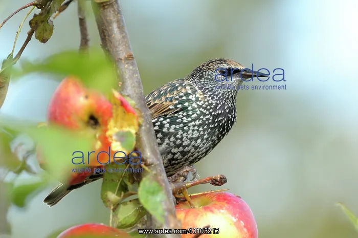 : Apple. Common Starling (Sturnus vulgaris) in winter plumage perched in an Apple tree : Apple. Common Starling (Sturnus vulgaris) in winter plumage perched in an Apple tree