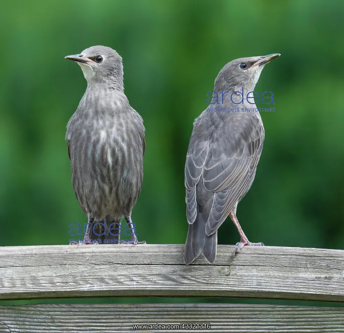 : Common starling (Sturnus vulgaris), young birds : Common starling (Sturnus vulgaris), young birds