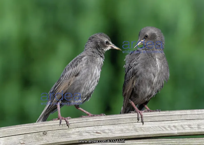 : Common starling (Sturnus vulgaris), young birds : Common starling (Sturnus vulgaris), young birds