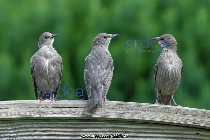 : Common starling (Sturnus vulgaris), young birds : Common starling (Sturnus vulgaris), young birds