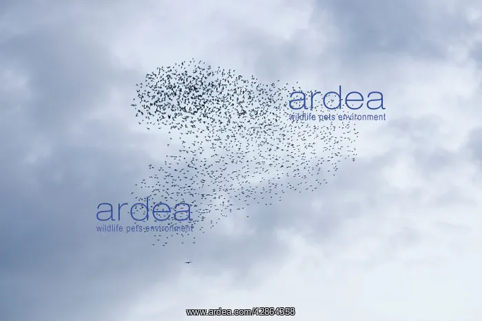 : Common Starling - Swirling flock of birds under : Common Starling - Swirling flock of birds under