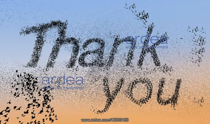 : Common Starlings flock in flight grouped together : Common Starlings flock in flight grouped together