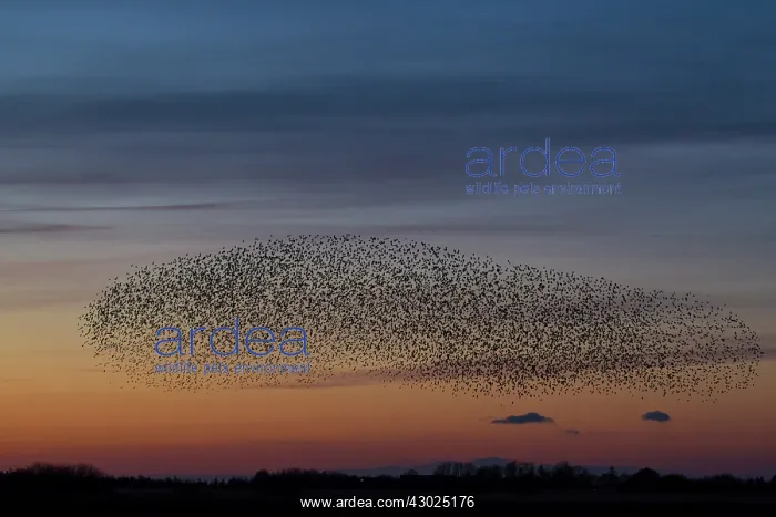 : Common Starlings flock / murmuration in flight at suns : Common Starlings flock / murmuration in flight at suns