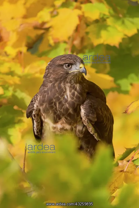 : Common steppe buzzard (Buteo buteo), adult male : Common steppe buzzard (Buteo buteo), adult male