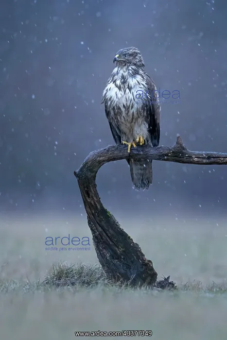 : Common steppe buzzard (Buteo buteo) in ambush, lurking : Common steppe buzzard (Buteo buteo) in ambush, lurking