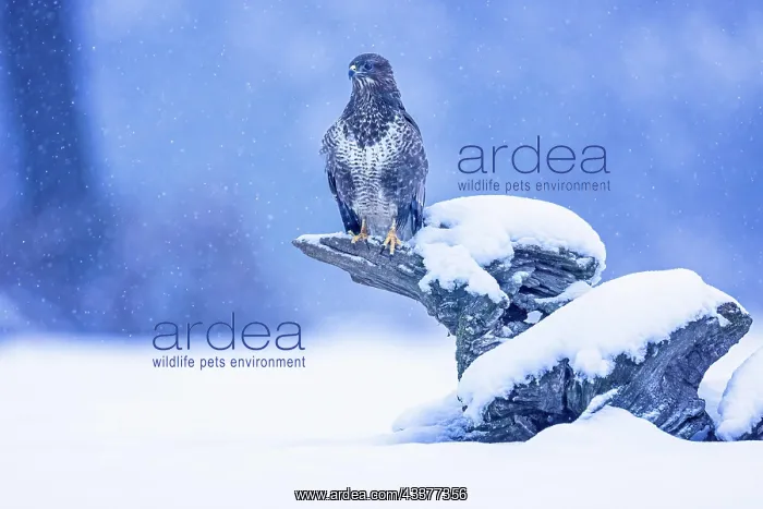 : Common steppe buzzard (Buteo buteo) dark variant : Common steppe buzzard (Buteo buteo) dark variant