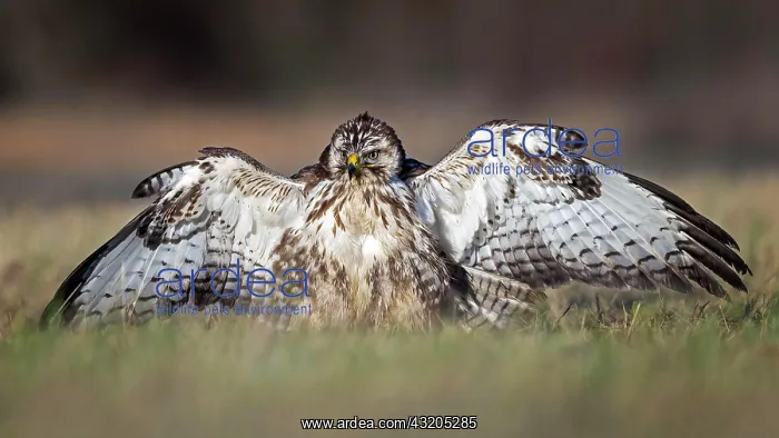 : Common steppe buzzard (Buteo buteo) light morph : Common steppe buzzard (Buteo buteo) light morph