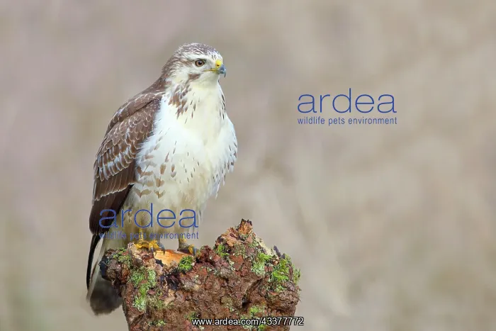 : Common steppe buzzard (Buteo buteo) light variant : Common steppe buzzard (Buteo buteo) light variant