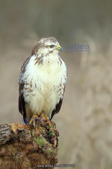 : Common steppe buzzard (Buteo buteo) light variant : Common steppe buzzard (Buteo buteo) light variant