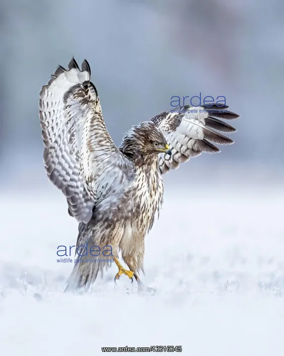 : Common steppe buzzard (Buteo buteo) Wings spreading : Common steppe buzzard (Buteo buteo) Wings spreading