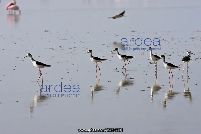 : Common Stilt : Common Stilt