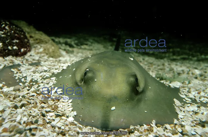  : Common STINGRAY