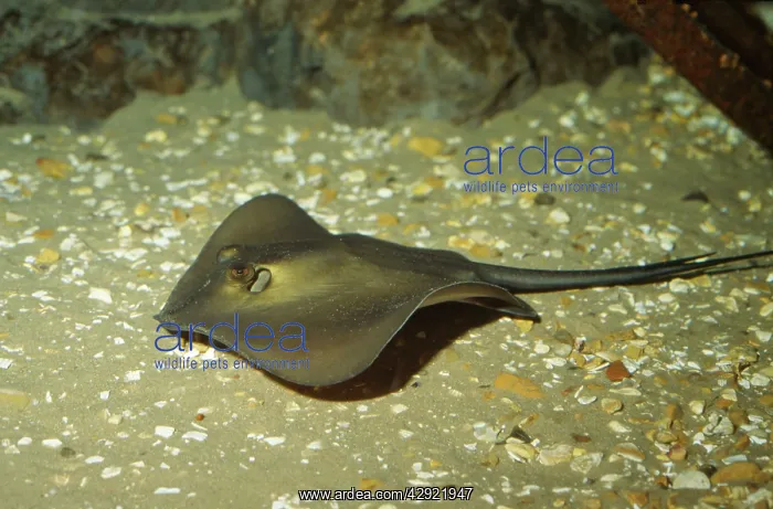 : Common Stingray : Common Stingray