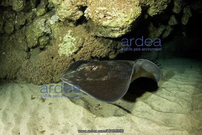 : Common stingray, Dasyatis pastinaca, inside Gruta : Common stingray, Dasyatis pastinaca, inside Gruta