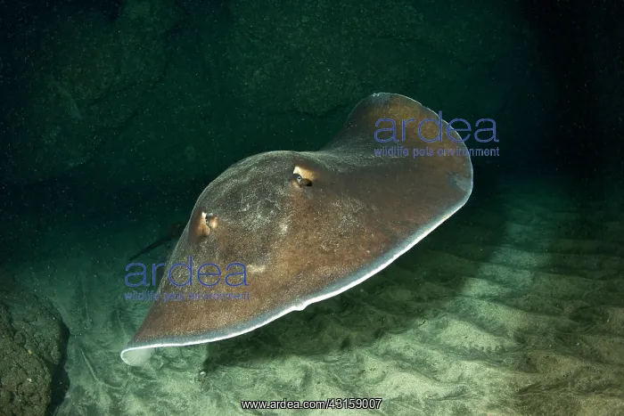 : Common stingray, Dasyatis pastinaca, inside Gruta : Common stingray, Dasyatis pastinaca, inside Gruta