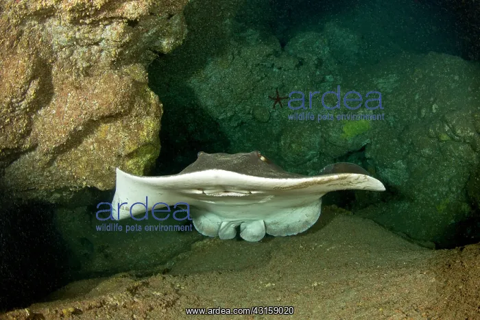 : Common stingray, Dasyatis pastinaca, inside Gruta : Common stingray, Dasyatis pastinaca, inside Gruta