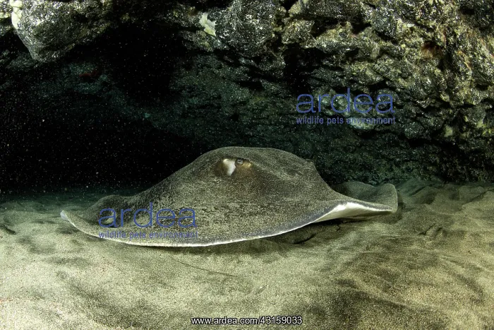 : Common stingray, Dasyatis pastinaca, inside Gruta : Common stingray, Dasyatis pastinaca, inside Gruta