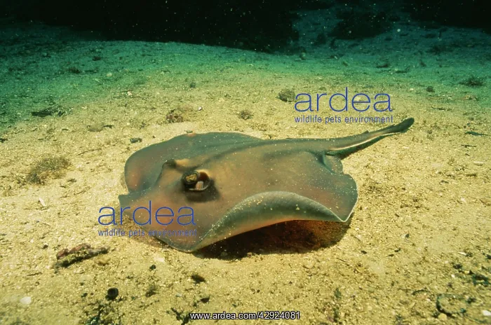 : Common STINGRAY / Stingaree - on seabed : Common STINGRAY / Stingaree - on seabed