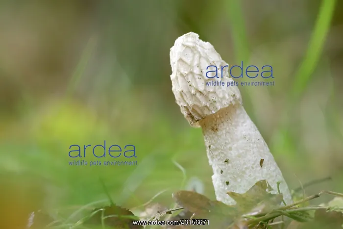 : Common Stinkhorn : Common Stinkhorn