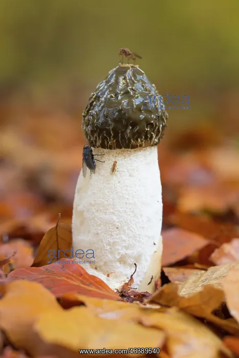 : Common Stinkhorn : Common Stinkhorn
