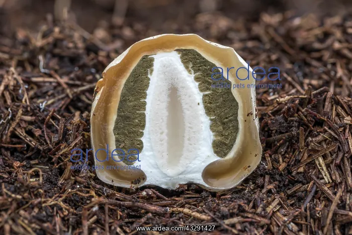 : Common Stinkhorn Fungus - Egg - Dissected - UK : Common Stinkhorn Fungus - Egg - Dissected - UK
