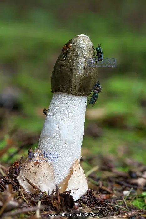 : Common Stinkhorn Fungus - With Flys - UK : Common Stinkhorn Fungus - With Flys - UK